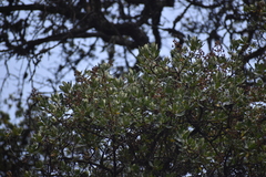Escallonia resinosa