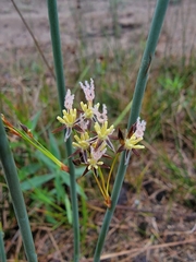 Juncus balticus littoralis