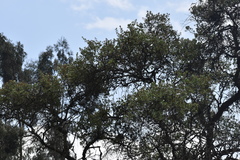 Escallonia resinosa