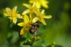 Bombus sporadicus