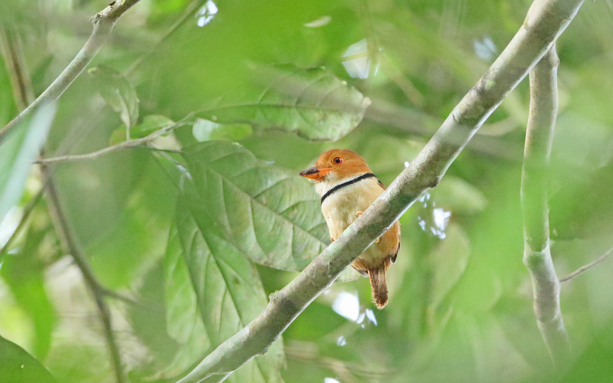 Collared Puffbird (Bucco capensis), photo 8