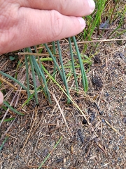 Juncus balticus littoralis