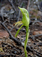 Pterostylis straminea