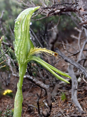 Pterostylis straminea