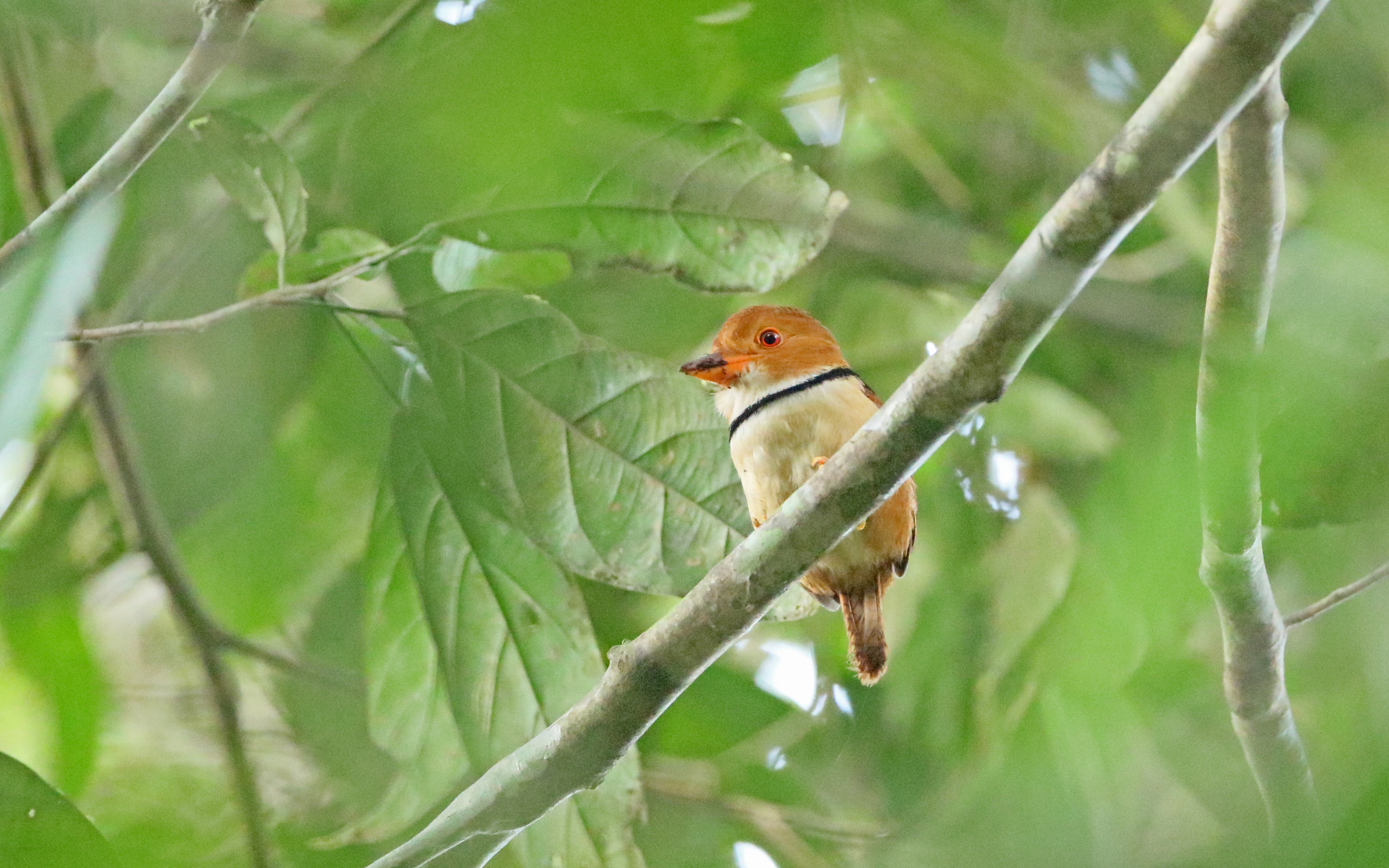Collared Puffbird (Bucco capensis), photo 9