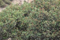 Escallonia resinosa