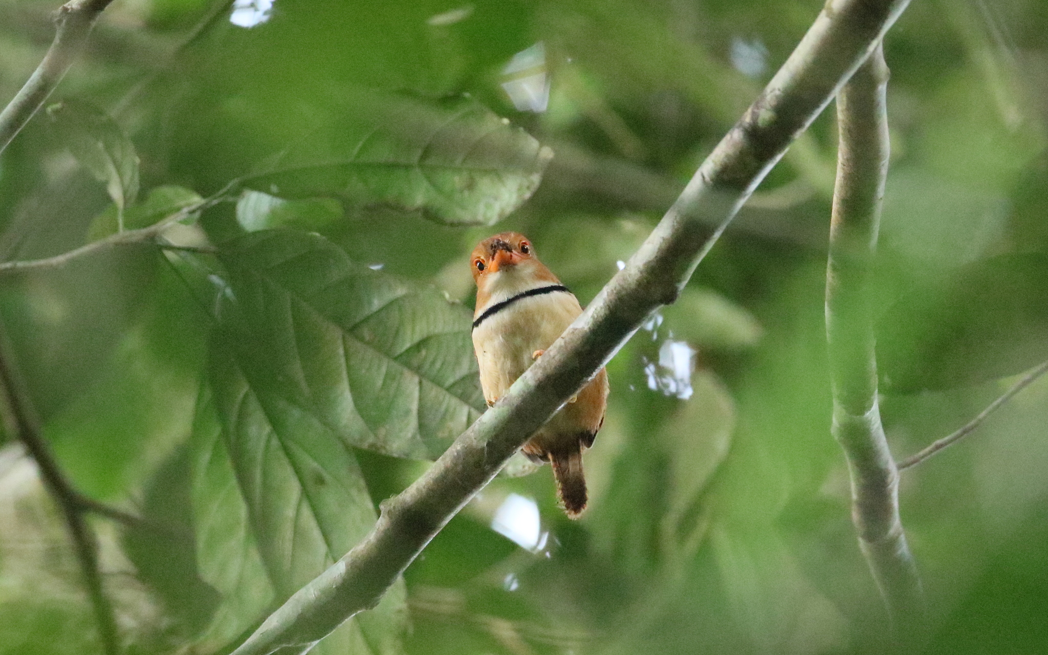 Collared Puffbird (Bucco capensis), photo 10