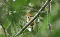 Bucco capensis