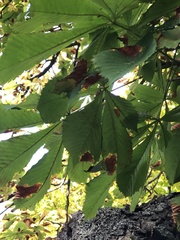 Aesculus hippocastanum