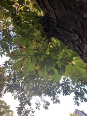 Aesculus hippocastanum