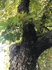Aesculus hippocastanum