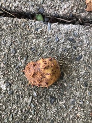 Aesculus hippocastanum