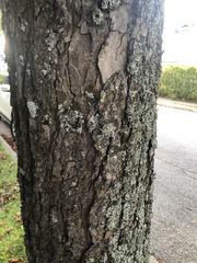 Aesculus hippocastanum