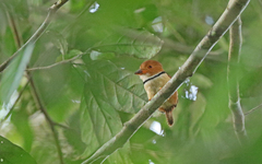 Bucco capensis