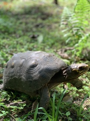 Chelonoidis carbonarius