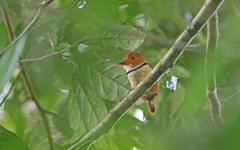 Bucco capensis