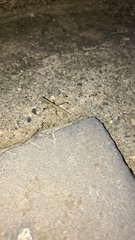 Schizomantodea
