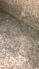 Schizomantodea