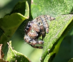 Phidippus audax