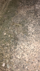 Schizomantodea