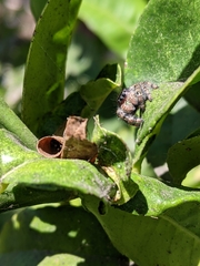 Phidippus audax