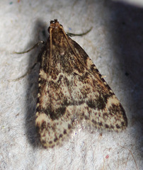 Aglossa cacamica