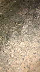 Schizomantodea