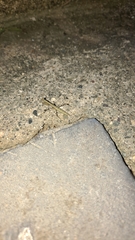 Schizomantodea