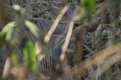 Dasypus novemcinctus