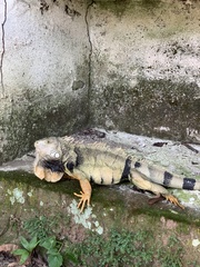 Iguana iguana