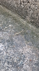 Schizomantodea