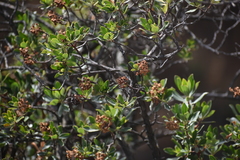 Escallonia resinosa