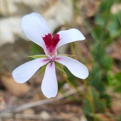 Pelargonium setulosum
