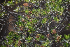 Escallonia resinosa