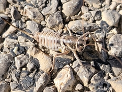 Pediodectes stevensonii