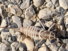 Pediodectes stevensonii