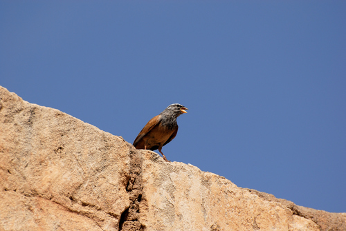House Bunting