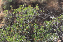 Escallonia resinosa