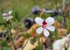 Pelargonium setulosum