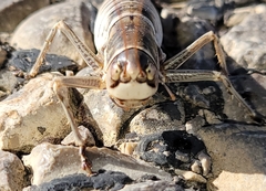 Pediodectes stevensonii