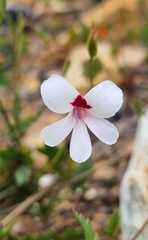 Pelargonium setulosum