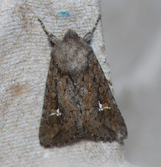 Tricholita fistula