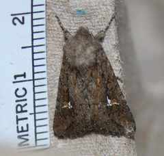 Tricholita fistula