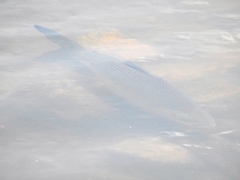 Prochilodus lineatus