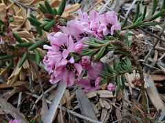 Tetratheca pilosa