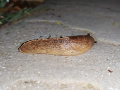 Tandonia sowerbyi