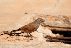 Emberiza sahari