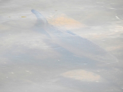 Prochilodus lineatus