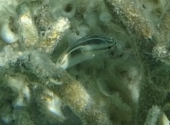 Scolopsis trilineata