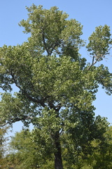 Populus deltoides deltoides